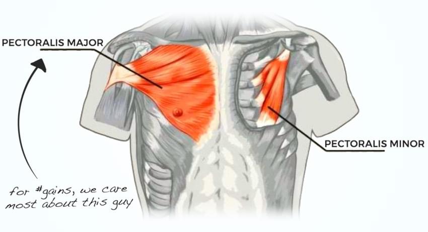 Inner Chest Striations Exercises