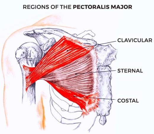 Inner Chest Striations Exercises